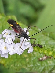 Graptocleptes