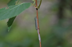 Empria