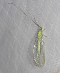 Plesiochrysa ramburi