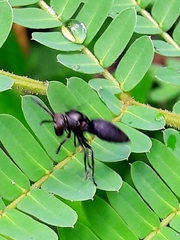 Parachartergus fraternus
