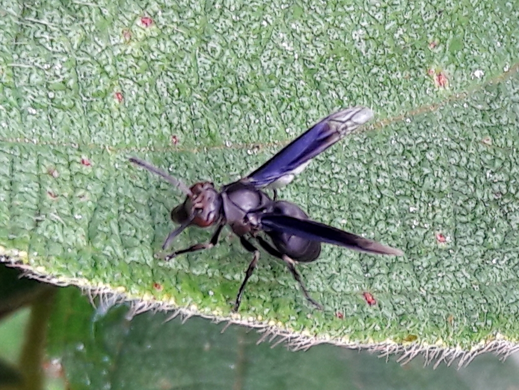 Artistic Wasp
