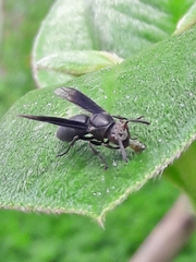 Parachartergus fraternus