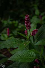 Persicaria hispida