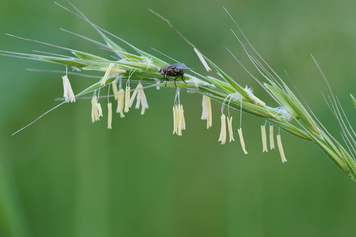 Microlaena stipoides