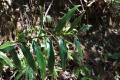 Alpinia arundelliana