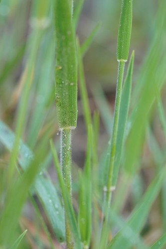 Microlaena stipoides
