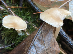 Clitocybe salmonilamella