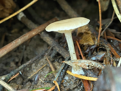 Clitocybe salmonilamella