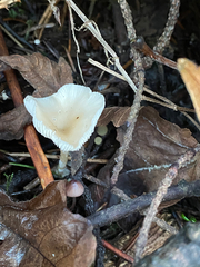 Clitocybe salmonilamella