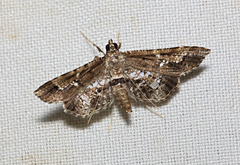 Merodictya marmorata