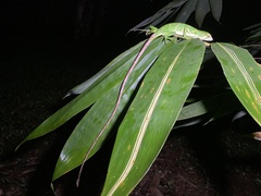 Polychrus gutturosus