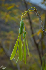 Gyrocarpus mocinoi
