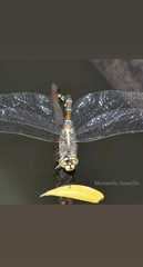 Rhionaeschna absoluta