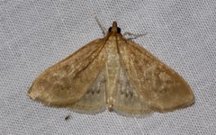 Framinghamia helvalis