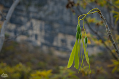 Gyrocarpus mocinoi