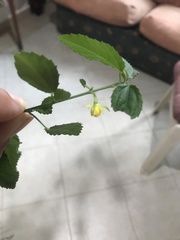 Corchorus siliquosus