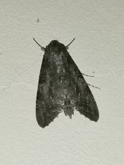 Isognathus scyron