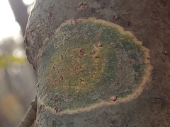 Pyrenula leucostoma