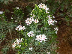 Olearia glutinosa