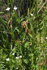 Epilobium billardiereanum hydrophilum