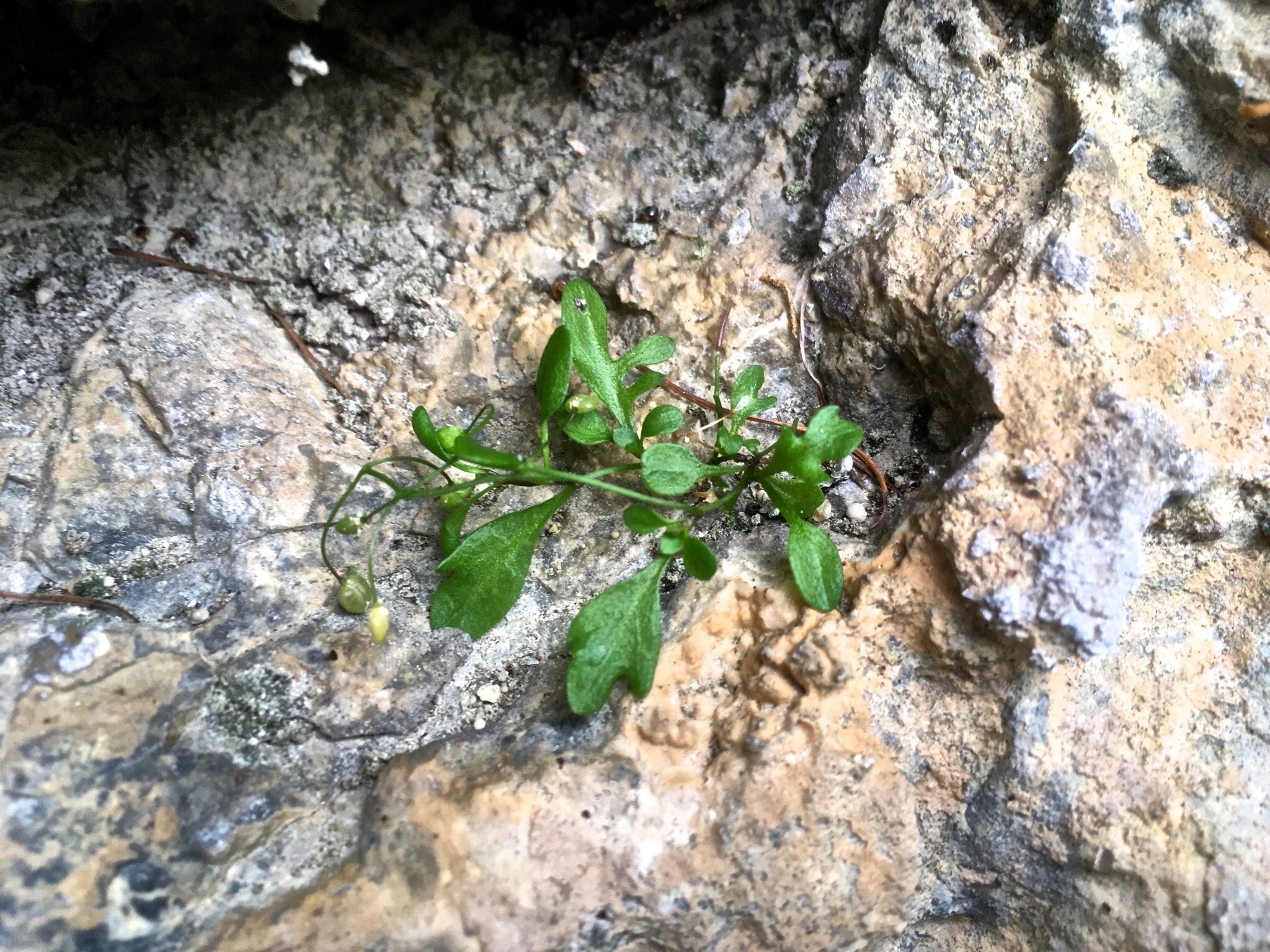 Hornungia pauciflora