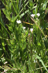 Epilobium billardiereanum hydrophilum