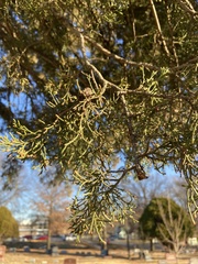 Juniperus virginiana