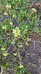 Raphanus raphanistrum