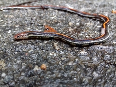 Calliophis intestinalis