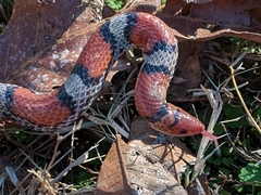 Cemophora coccinea copei