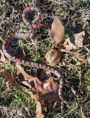 Cemophora coccinea copei