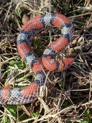 Cemophora coccinea copei