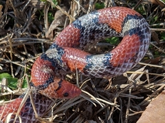Cemophora coccinea copei