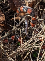 Cemophora coccinea copei