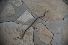 Trimorphodon vilkinsonii