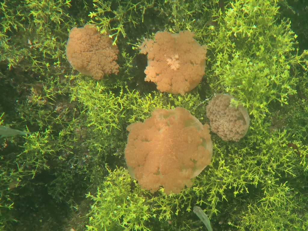 Cassiopea ornata (Cassiopea ornata)
