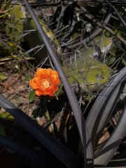 Opuntia quitensis