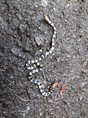 Calliophis intestinalis