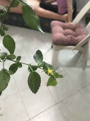 Corchorus siliquosus