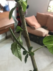 Corchorus siliquosus