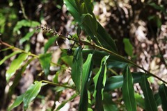 Alpinia arundelliana