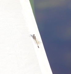Cordulephya montana