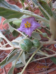 Solanum esuriale