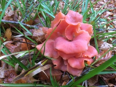 Guepinia helvelloides