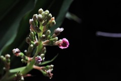 Alpinia arundelliana