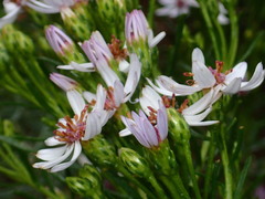 Olearia glutinosa