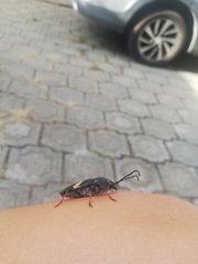 Megaderus stigma