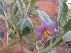 Solanum esuriale