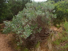 Olearia glutinosa