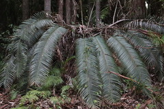 Lepidozamia peroffskyana